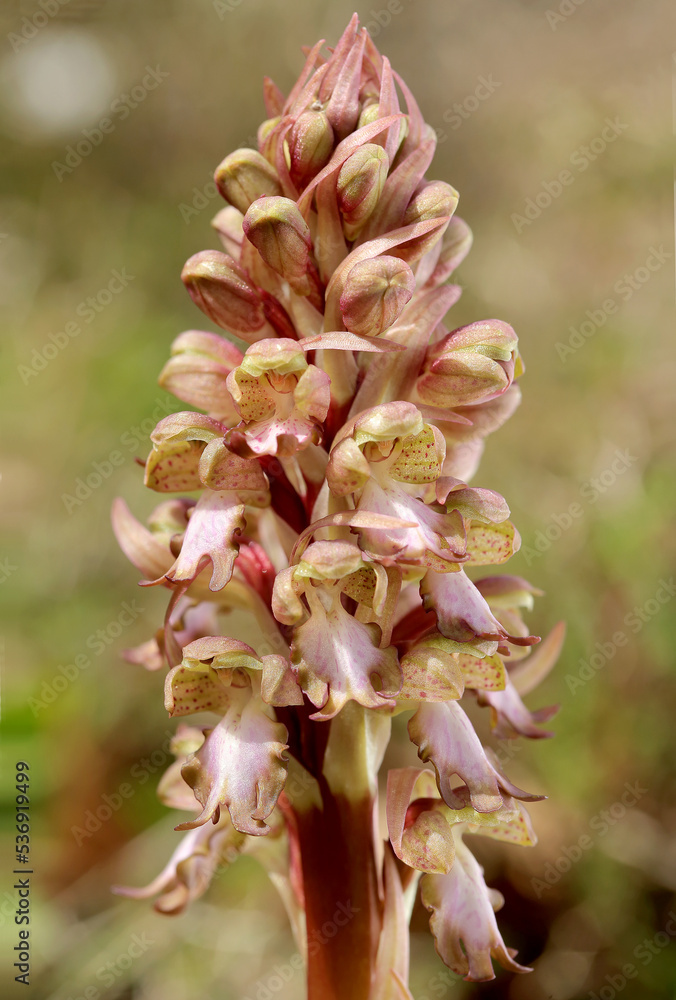 The giant orchid (Barlia robertiana) on the xerothermic grassland in Crete