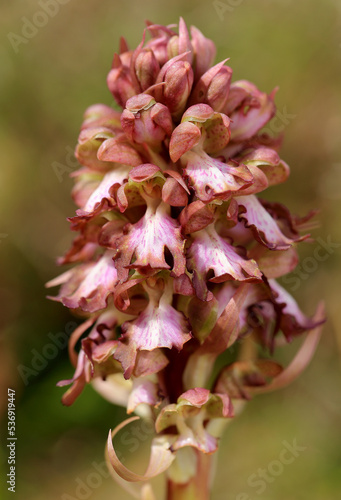 Obraz na płótnie The giant orchid (Barlia robertiana) on the xerothermic grassland in Crete w salonie