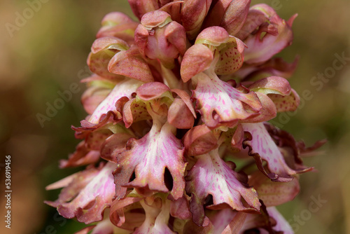 Obraz na płótnie The giant orchid (Barlia robertiana) on the xerothermic grassland in Crete w salonie