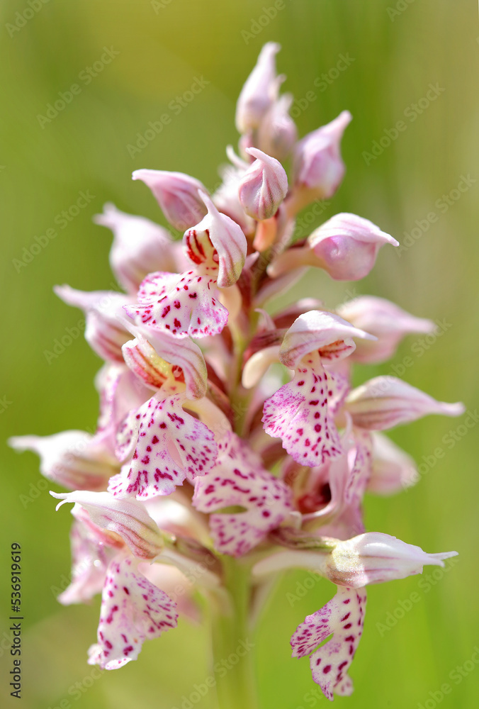 The milky orchid (Neotinea lactea) on the xerothermic grassland in Crete