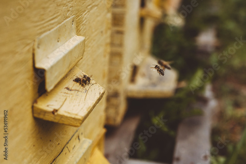 Bees flying by wooden beehive photo