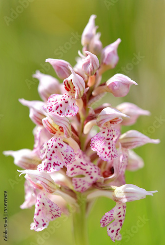 Obraz na płótnie The milky orchid (Neotinea lactea) on the xerothermic grassland in Crete w salonie
