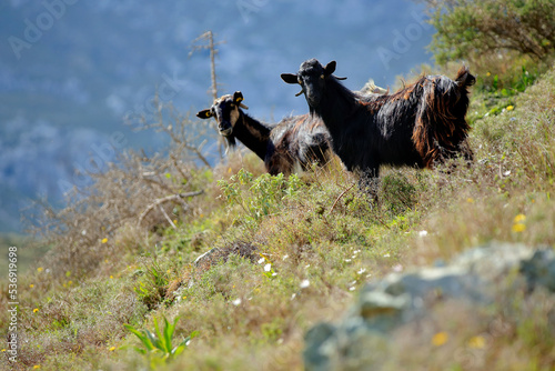 Goats in a pasture in the mountains of Crete