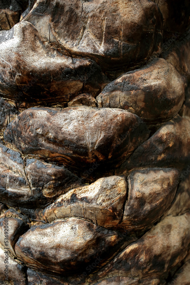 The trunk of the Cretan date palm on a natural site in Crete The trunk of the Cretan date palm on a natural site in Crete