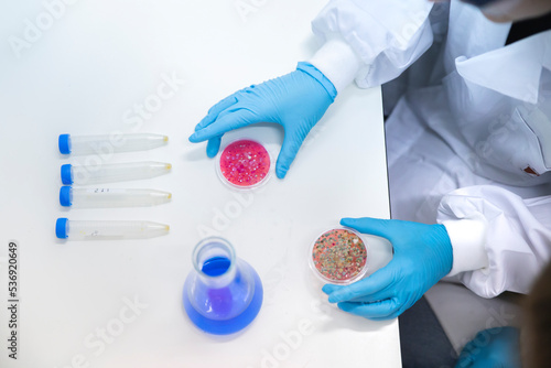Scientist holding petri dishes with fungus over table in laboratory photo