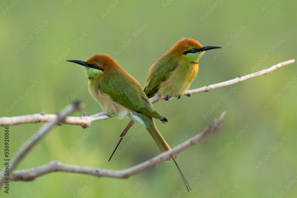 Obraz premium Green bee eater flying on branch tree.Little bird on green background.Nature wildlife image on the outdoor park.
