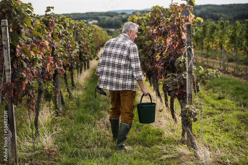 Farm worker walking with bucket amidst vineyard photo