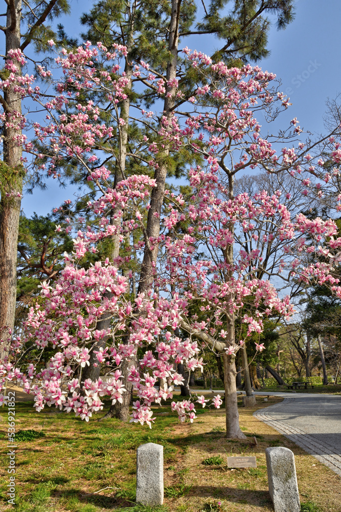 京都御苑の紫木蓮 京都御苑の紫木蓮