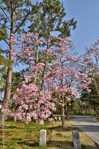 京都御苑の紫木蓮 © U.G. Miyasaka