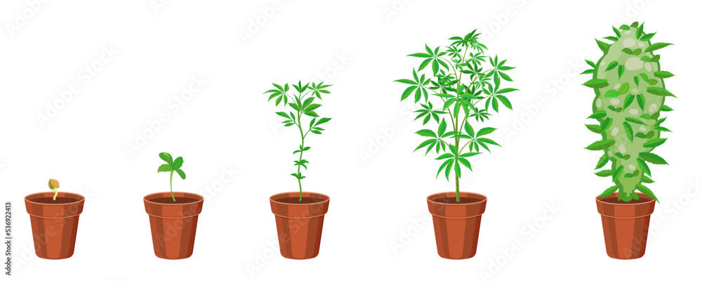 Fototapeta premium Cannabis growth in flower pot step by step. Marijuana sprouting infographic. Ganja sowing and growth cycle