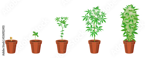 Cannabis growth in flower pot step by step. Marijuana sprouting infographic. Ganja sowing and growth cycle