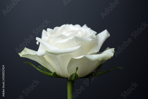 Single white beautiful rose on dark black background with copy space for text