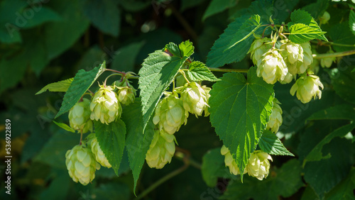 Green fresh hop cones (Humulus lupulus) in sunny in the garden. Сlose up of agricultural plants for making beer and bread. Humulus lupulus, the common hop or hops, in the hemp family Cannabaceae