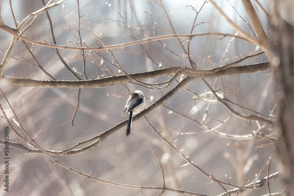 Long-tailed tit sits on a tree branch in spring Long-tailed tit sits on a tree branch in spring