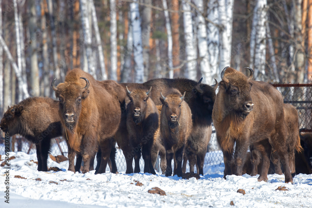 Bisons in winter forest on a sunny winter day Bisons in winter forest on a sunny winter day