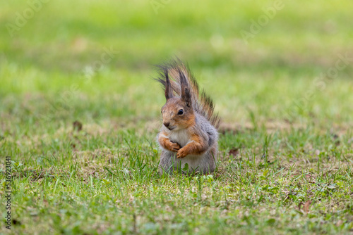 Red squirrel sits on the grass and eats a nut