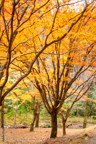 モミジの紅葉