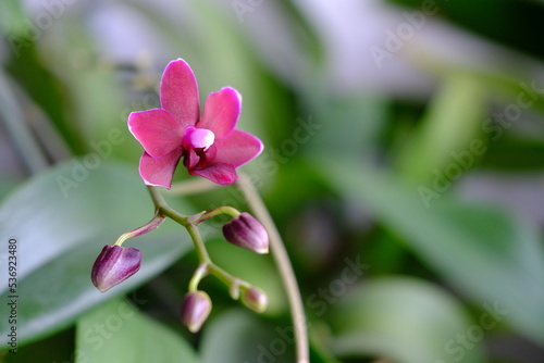 orchid flower blossomed  purple flower 