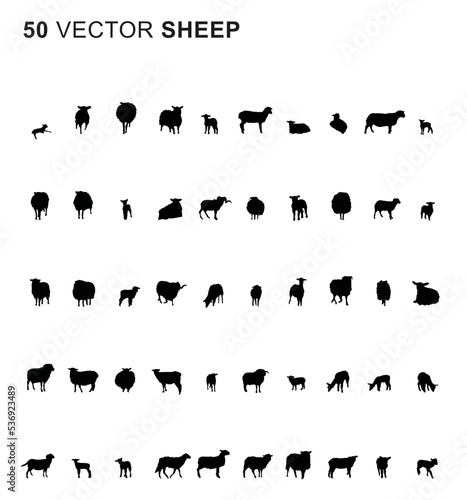 50 Sheep - Vector