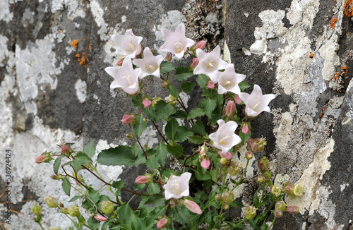 Flowers of Rock bellflower (Campanula betulifolia) in Ispir, Erzurum. photo