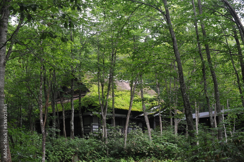 Old wooden building with thatched roof between trees with green leaves in a thick wood or forest in Japan, Asia Old wooden building with thatched roof between trees with green leaves in a thick wood or forest in Japan, Asia