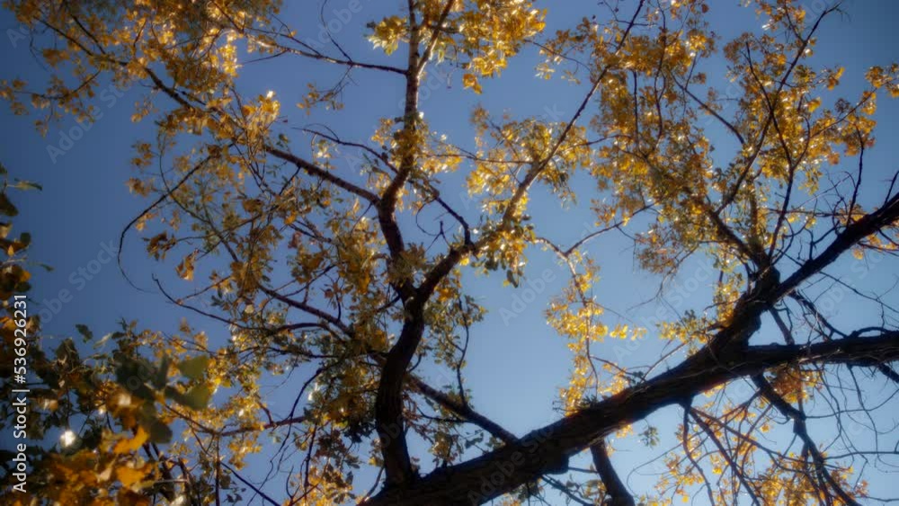 Trees with golden leaves under a blue sky at sunset. Seasons changing concept. Slow motion, dolly shot. Trees with golden leaves under a blue sky at sunset. Seasons changing concept. Slow motion, dolly shot.