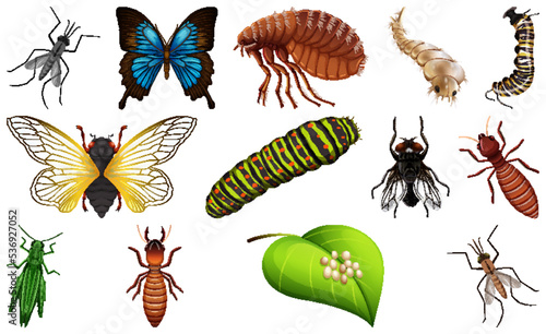 Different kinds of insects collection © blueringmedia