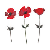 Poppies red. Wildflowers drawn by a color on a white background. Flowers drawing. 