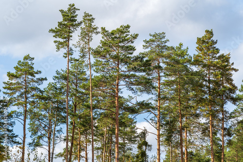 Several pines in the forest against the sky. Autumn sunny day