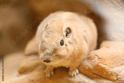 The common gundi - Ctenodactylus gundi - is a species of rodent in the family Ctenodactylidae. It is found in Algeria, Libya, Morocco, and Tunisia.