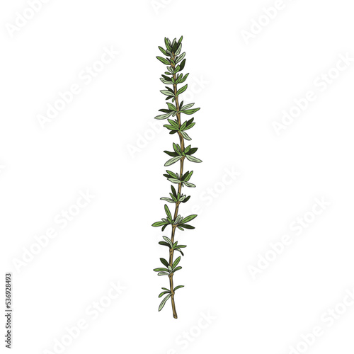 Hand drawn colorful twig of thyme sketch style, vector illustration