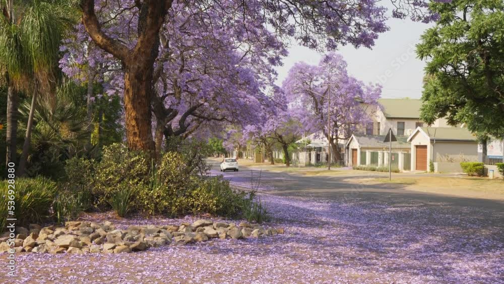 Car drives along residential street, tilt up blooming Jacaranda tree Car drives along residential street, tilt up blooming Jacaranda tree