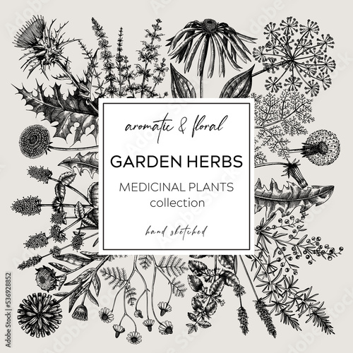 Vintage herbs wreath. Sketched aromatic plants border. Botanical design. Herbal tea ingredient sketches. Hand drawn flowers banners for cosmetics, perfumery, herbal medicine. Floral card template