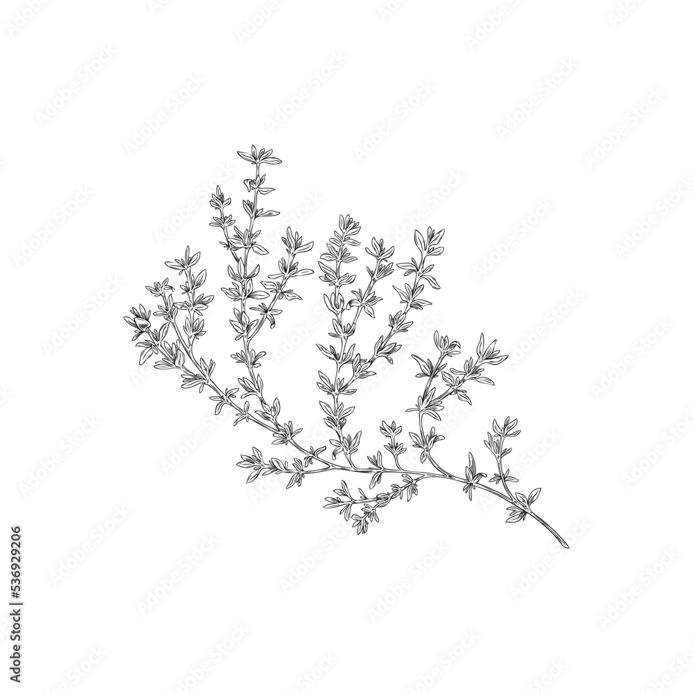 Hand drawn monochrome thyme plant sketch style, vector illustration