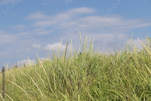 american beach grass and sky