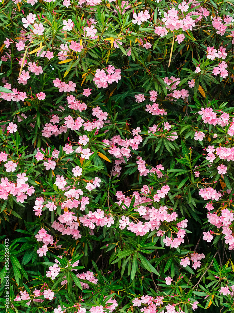 many light pink flowers of common oleander on a large bush