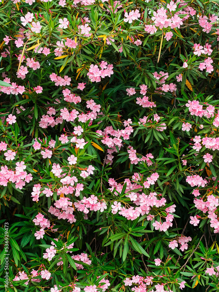 Fototapeta premium many light pink flowers of common oleander on a large bush