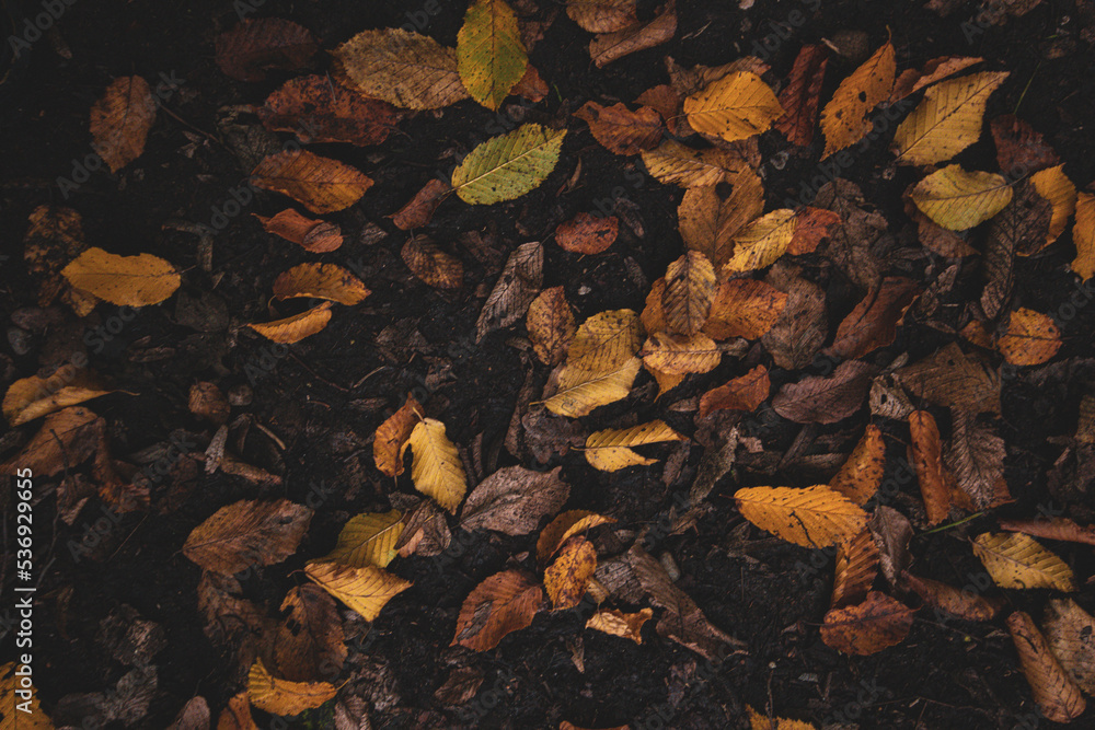 Obraz premium autumn yellow and brown leaves on the ground in october