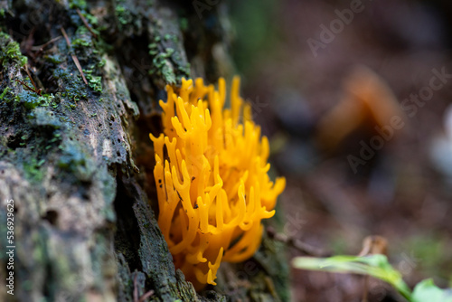 orange mushroom on wood
