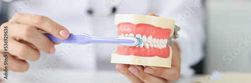 Dentist shows correct model of teeth and toothbrush