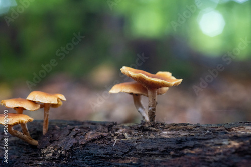 brown mushrooms on a tree