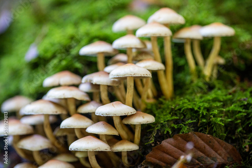 Mushrooms on wood
