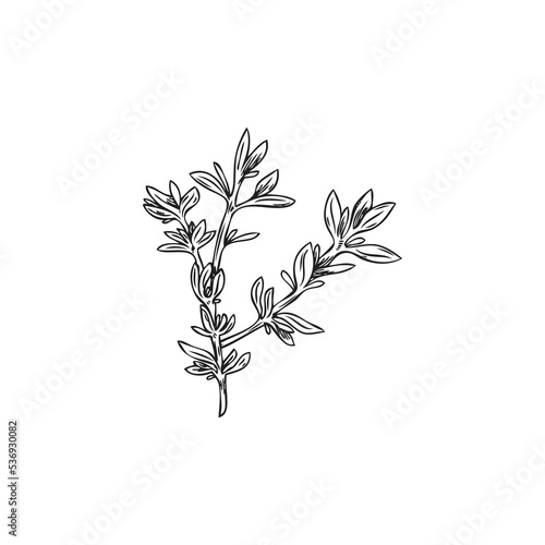 Aromatic thyme herb in hand drawn sketch style, vector illustration isolated on white background.