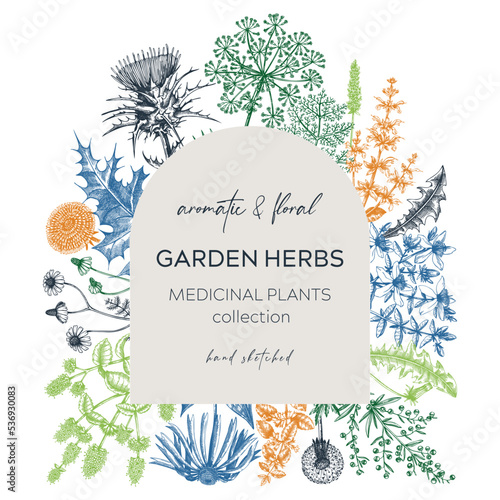 Vintage herb card or invitation. Aromatic plants botanical design. Herbal tea ingredients. Hand drawn medicinal herbs for cosmetics, perfumery, herbal medicine. Floral wreath