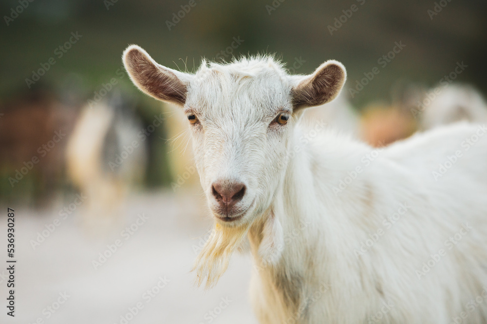 Beautiful and happy goat grazing on the green plain. Beautiful and happy goat grazing on the green plain.