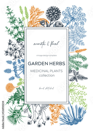 Vintage herb card or invitation. Aromatic plants botanical design. Herbal tea ingredients. Hand drawn medicinal herbs for cosmetics, perfumery, herbal medicine. Floral wreath