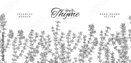 Thyme plant seamless border, banner template with text, sketch vector illustration.