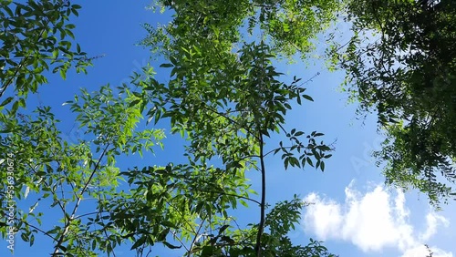 Vitex negundo plant in blue sky background. It's other name Chinese chaste tree,five leaved chaste tree, horseshoe vitex,nisinda and Nirgundi. It is a large aromatic shrub. It is an Ayurvedic medicine photo