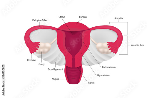 Diagram of female reproductive system. Human anatomy. Vectors for use in scientific and medical studies.