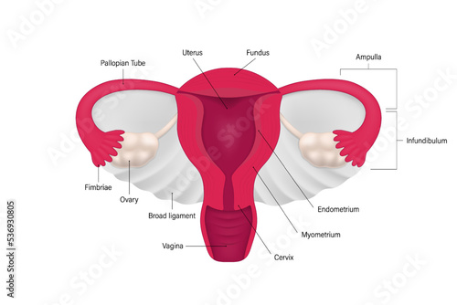Diagram of female reproductive system. Human anatomy. Vectors for use in scientific and medical studies. photo